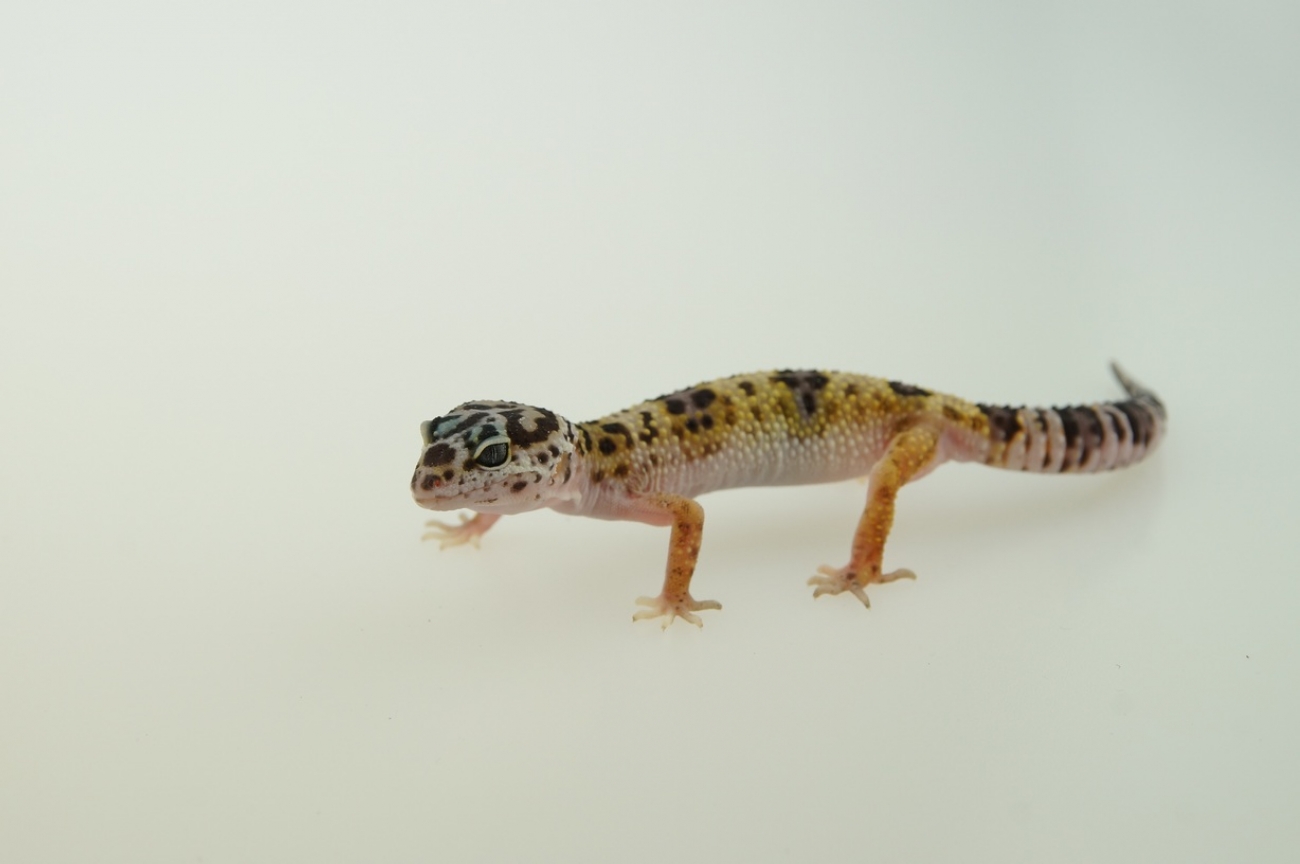 0.1 Leopardgecko, bold bandit Giant